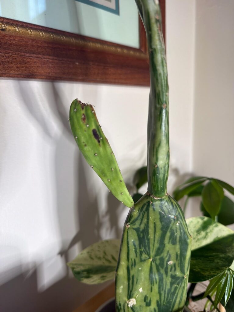 What’s wrong with my plants