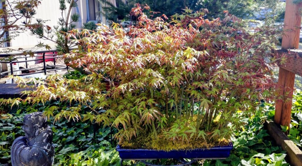 Japanese Maple Forest