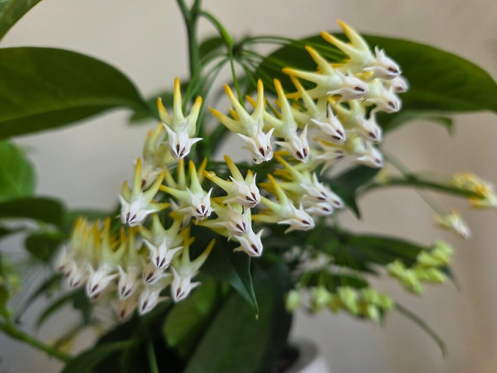 Hoya Multiflora