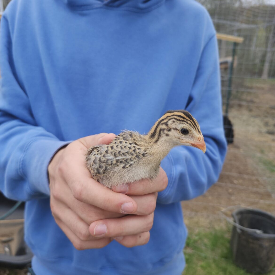 Does this look like a pied guineafowl?