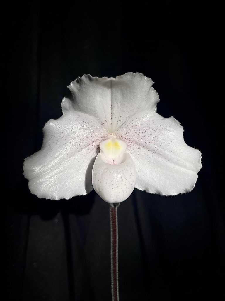 Paphiopedilum niveum