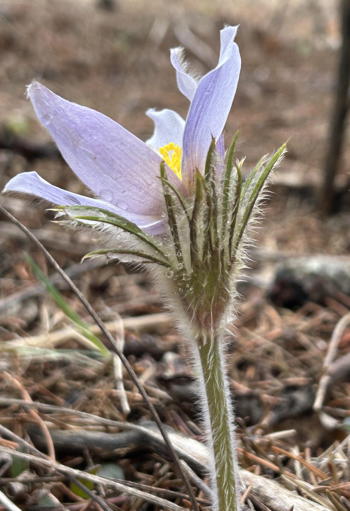 Pulsatilla nuttalliana (Prairie Pasqueflower)