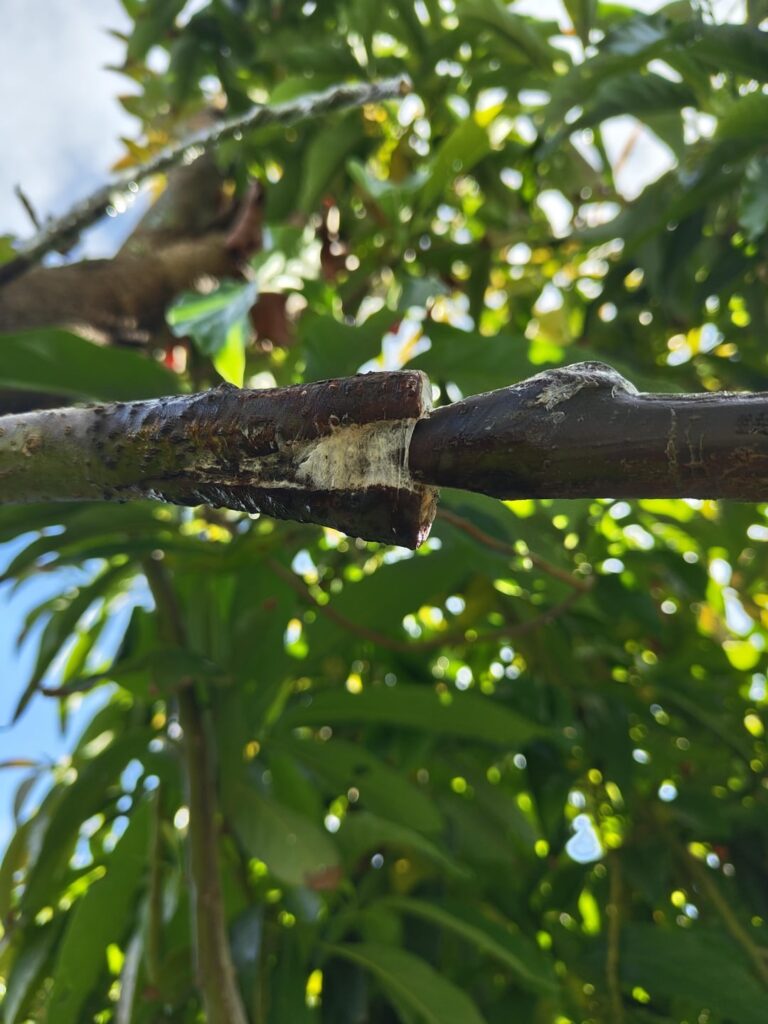 Is this graft infected?