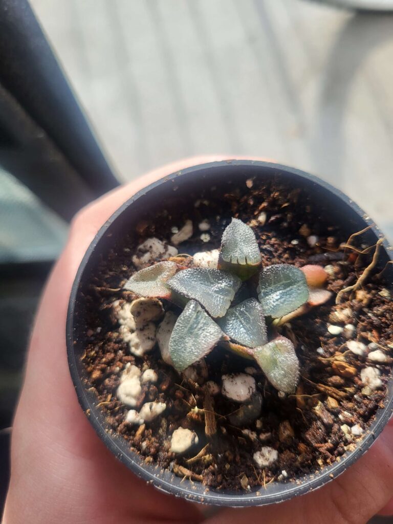 Some absolutely lovely new additions