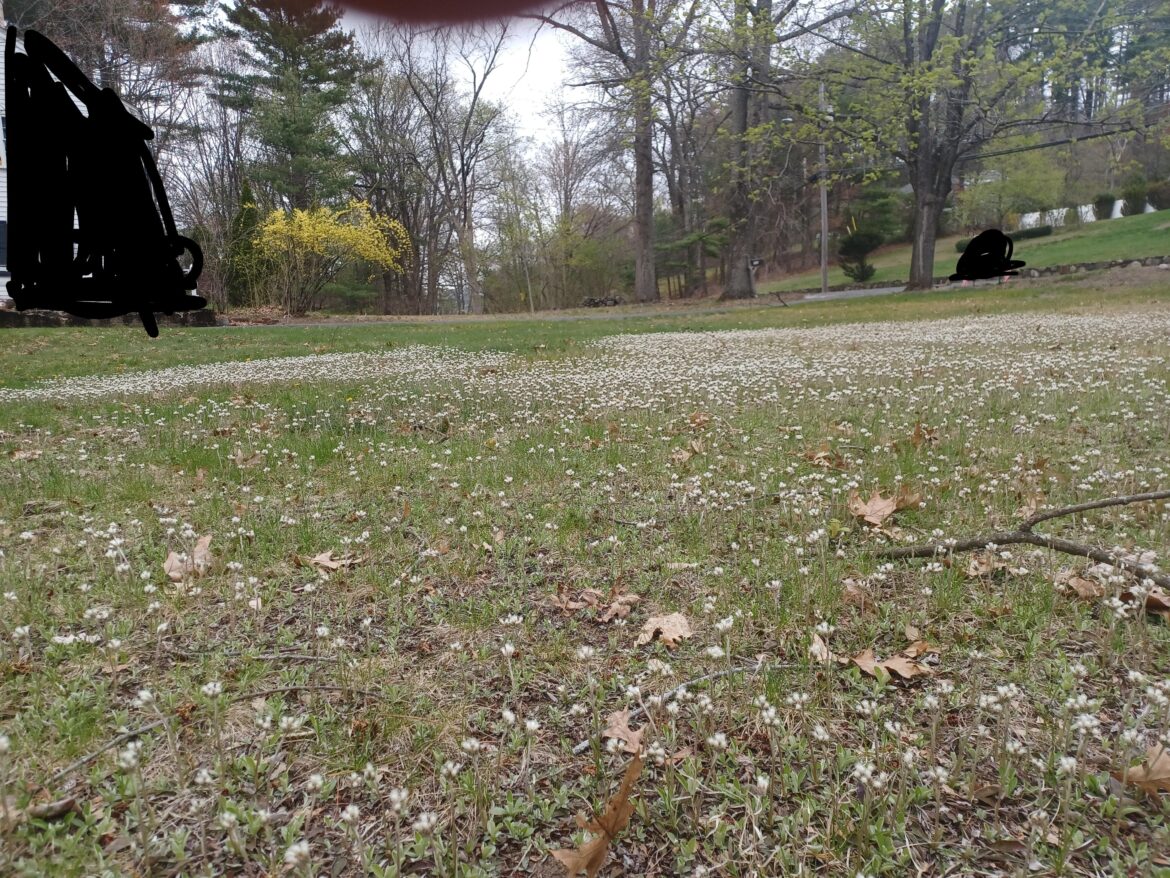 Pussytoes in my Neighbor's Yard!