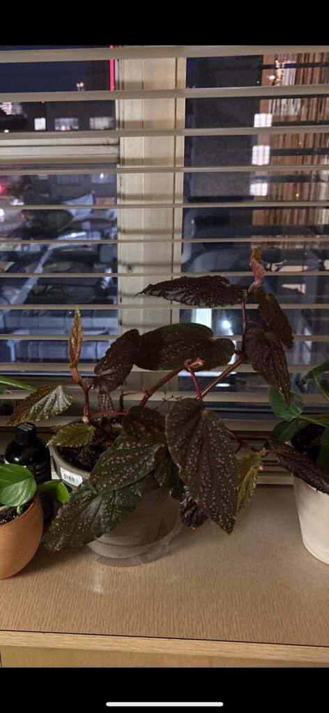 my new begonia is dying :(
