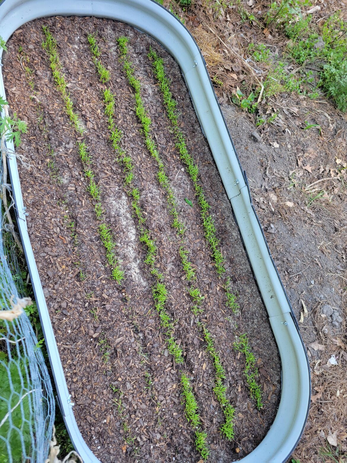 Too many carrots sprouted, should I remove some? Too many carrots sprouted, should I remove some?