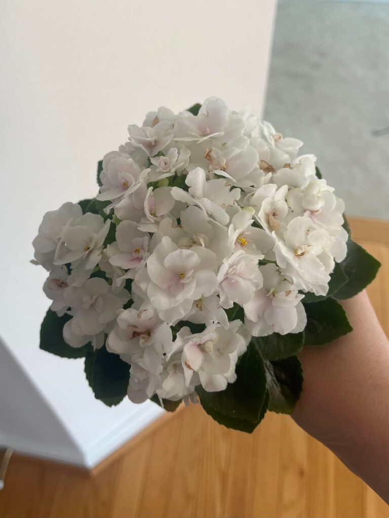 Behold my super blooming hybrid