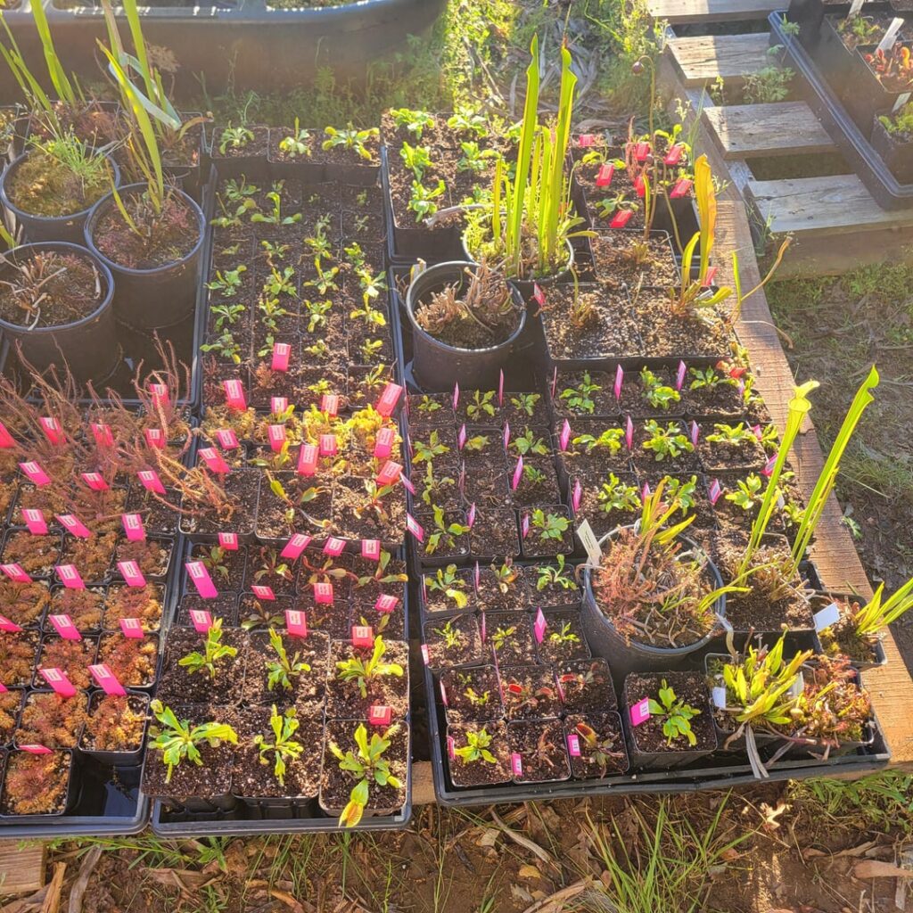Last Call - Georgia Carnivorous Plant Meetup!