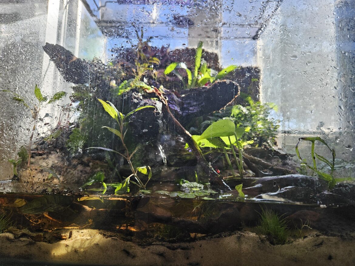 Sunlight makes this tank so beautiful!