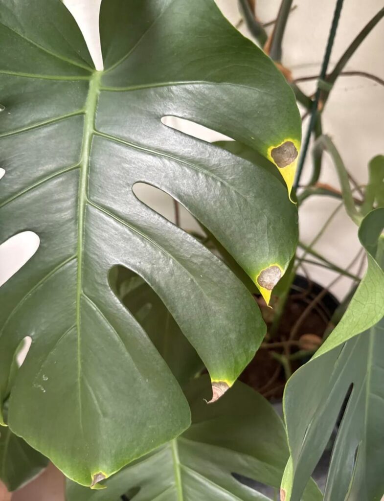 What’s happening to my monstera?