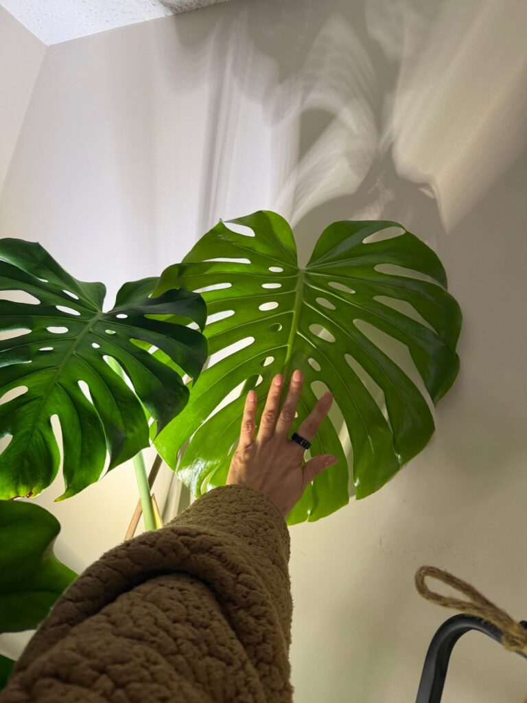My beautiful new leaf!