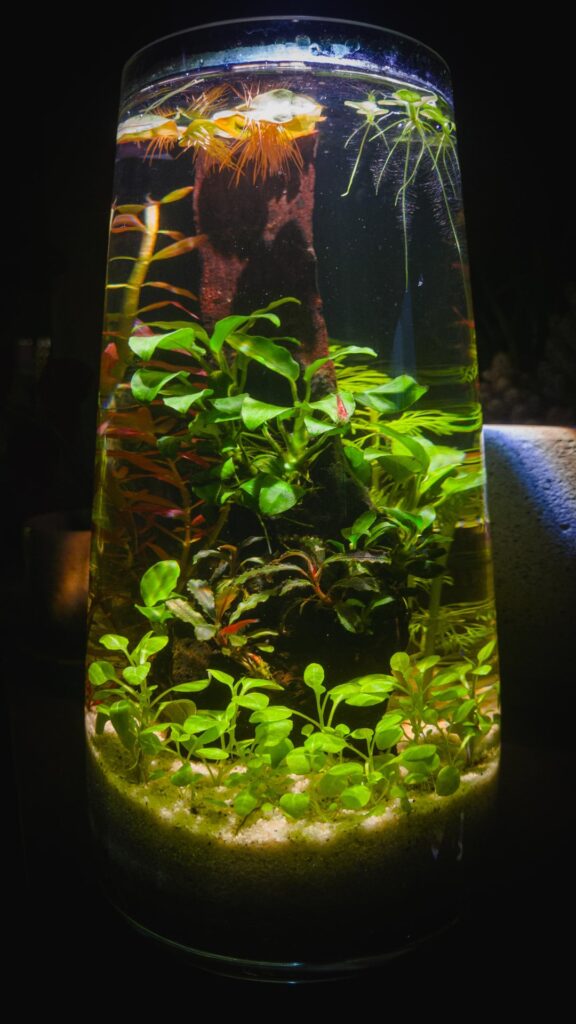 My Walstad-style shrimp desk vase