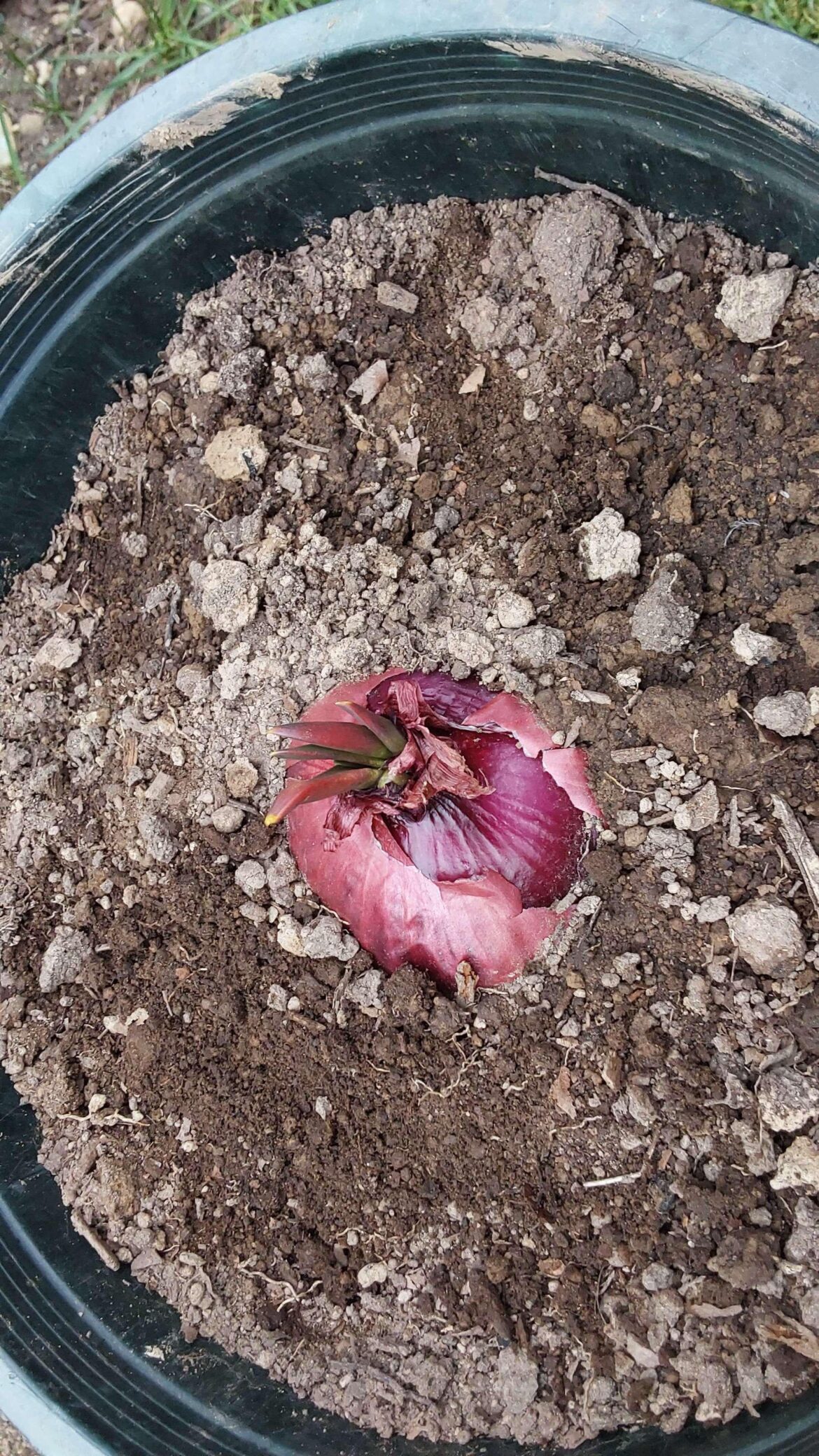 Is My Red Onion Fine? Is My Red Onion Fine?