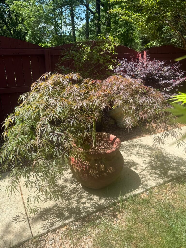How much is this Japanese maple worth? What kind is it?