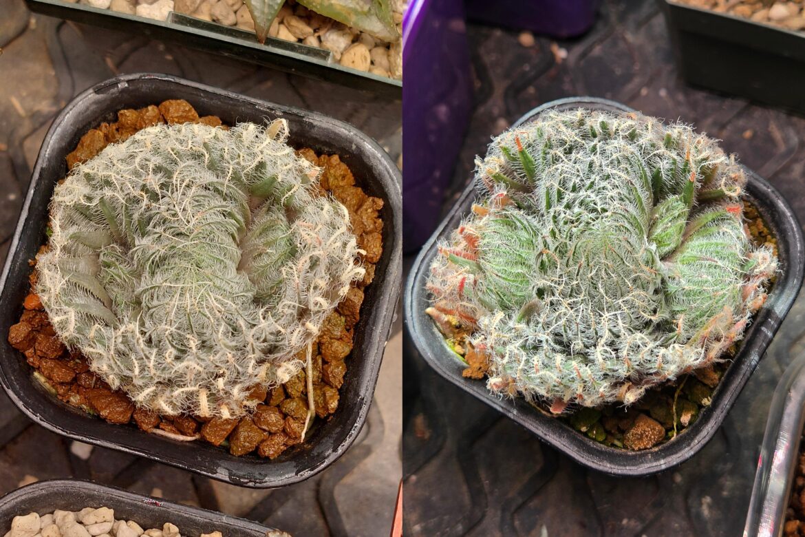 5 months of progress from this offsetting odetteae