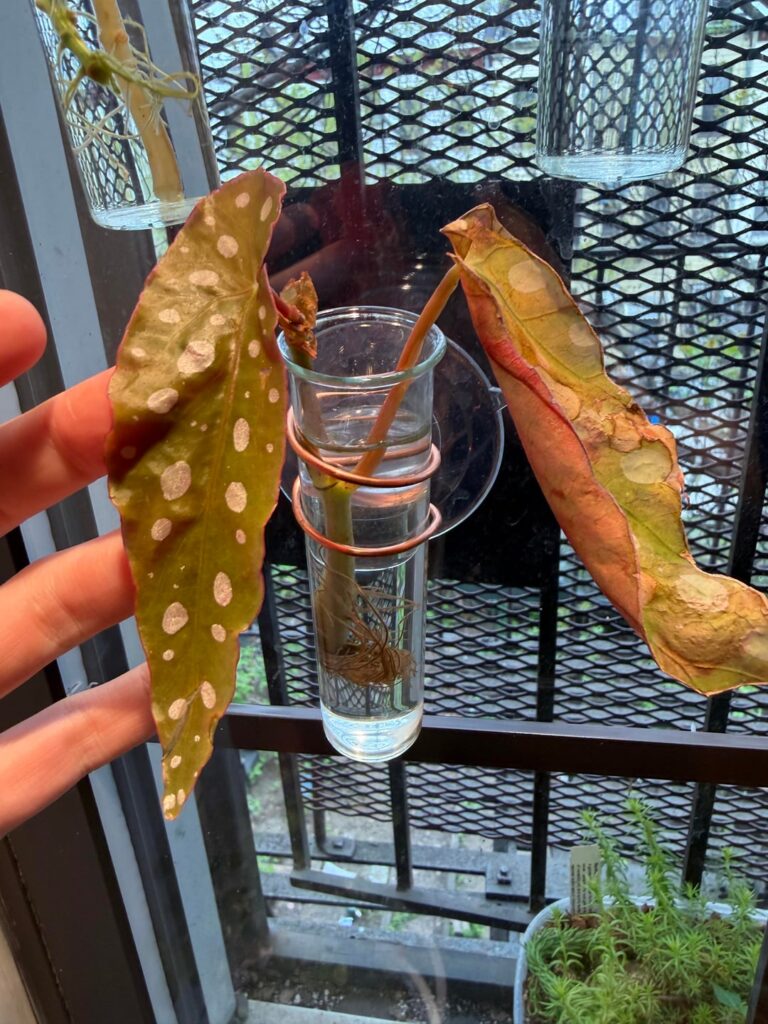 Any opinions or advice welcome! Propagation haul! ❤️🌱