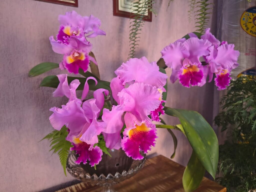 My father's insane Cattleya bloom!