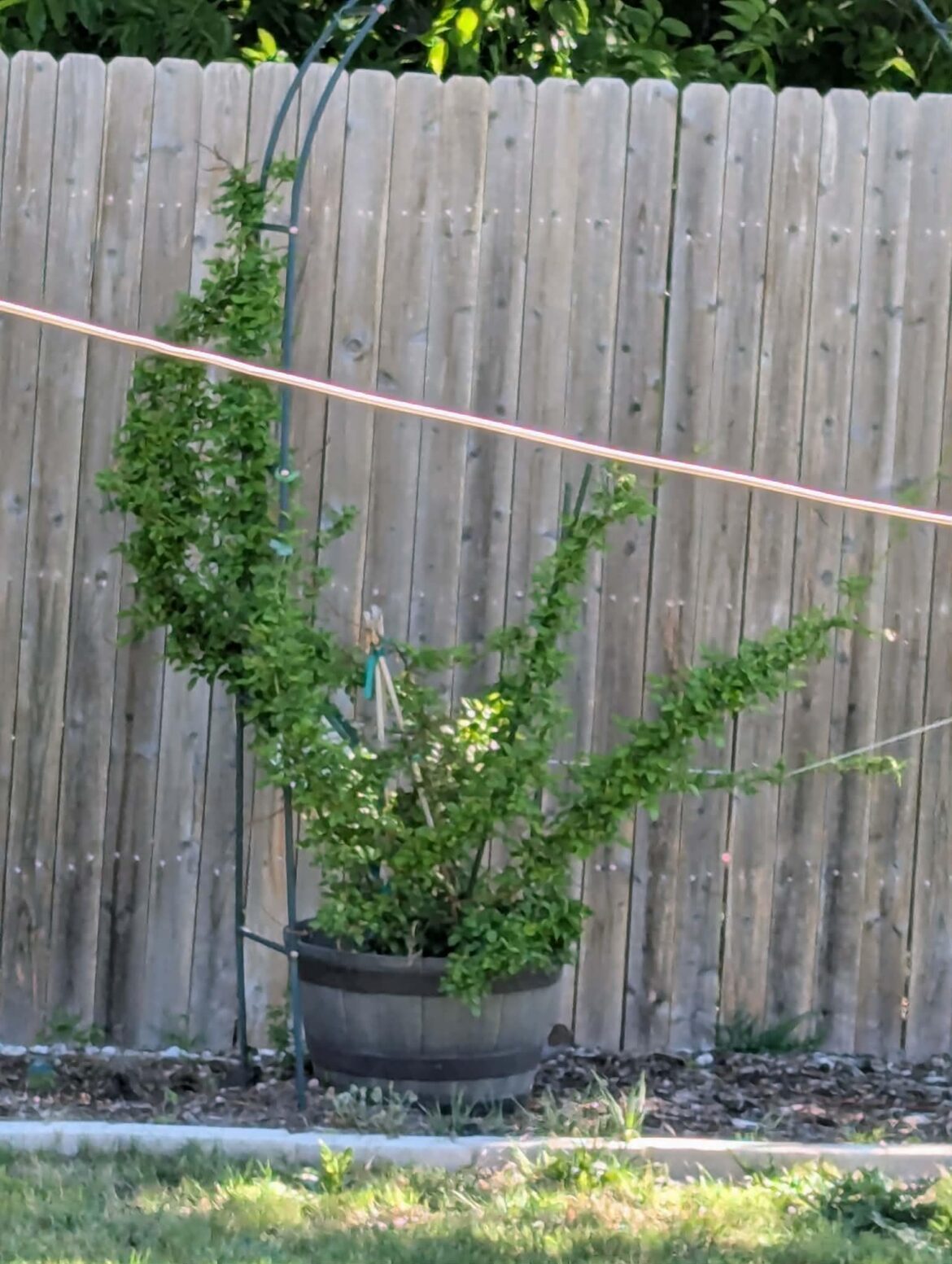 What can I do for my Non Blooming Peggy Martin Rose?