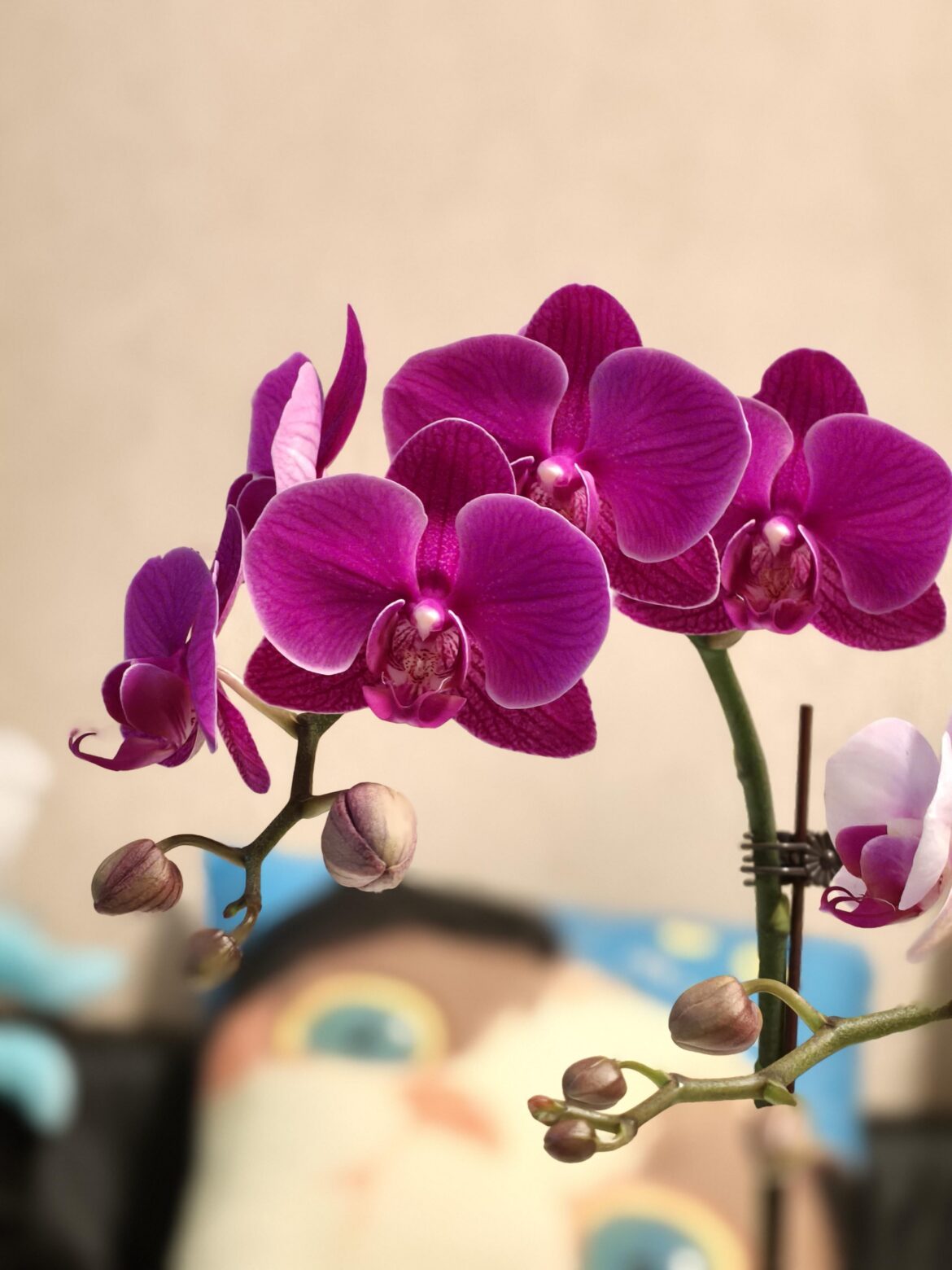 The flowers my friend gave me. They are so elegant