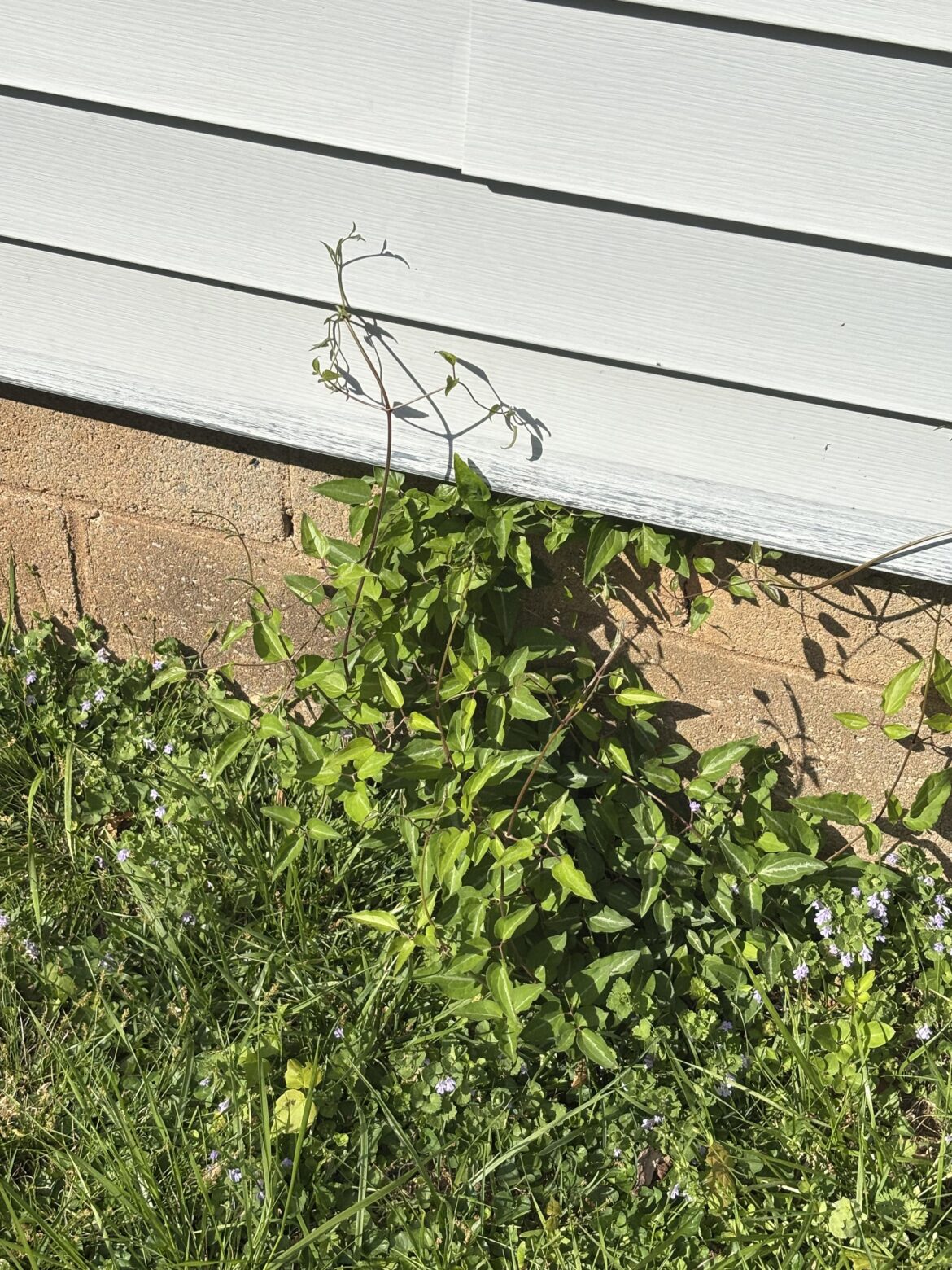 About 50 of these vines are growing in a partially shaded backyard. No flowers on them yet. Winston Salem NC USA