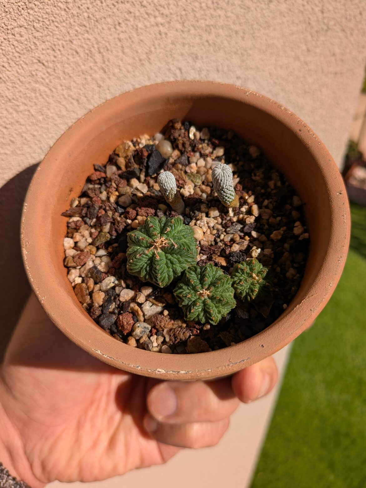 My most prized: Pelecyphora and Aztekium My most prized: Pelecyphora and Aztekium