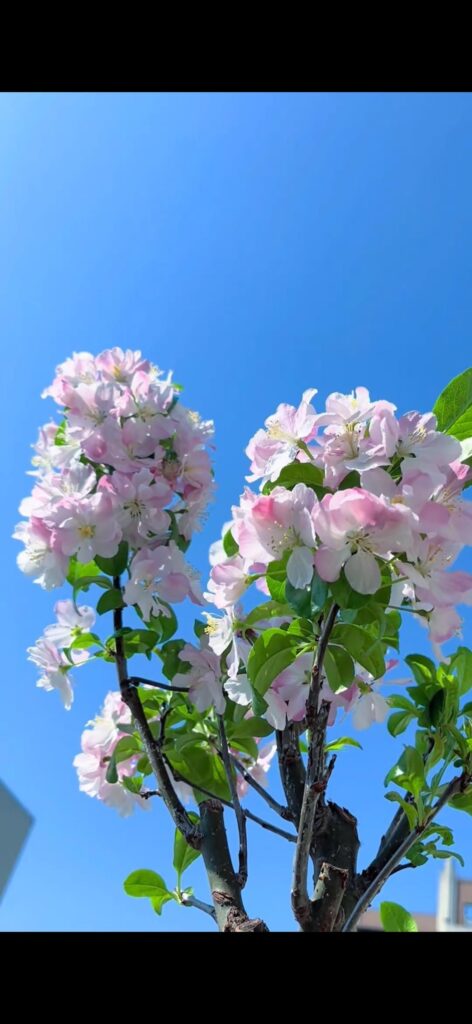 Would you please rank the flowers you like from least to most ?