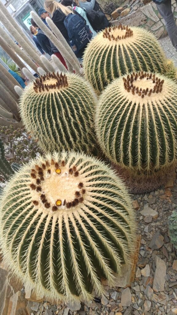 Cactae Greenhouse