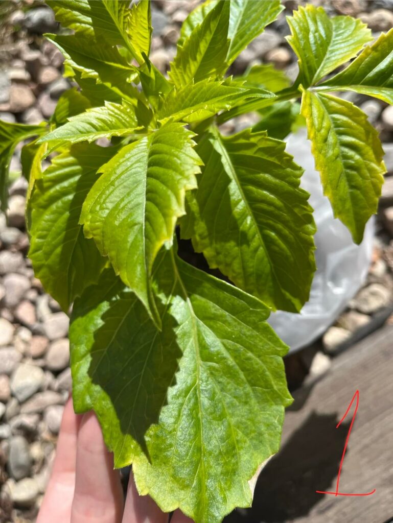 Virus? Help!