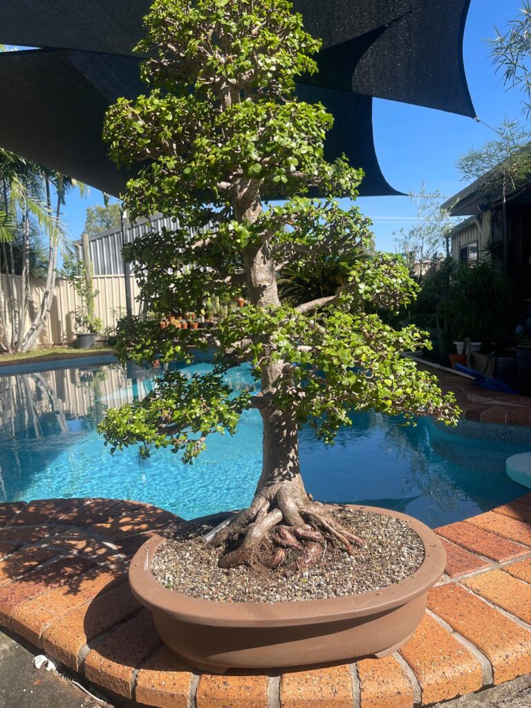 Portulacaria Afra update