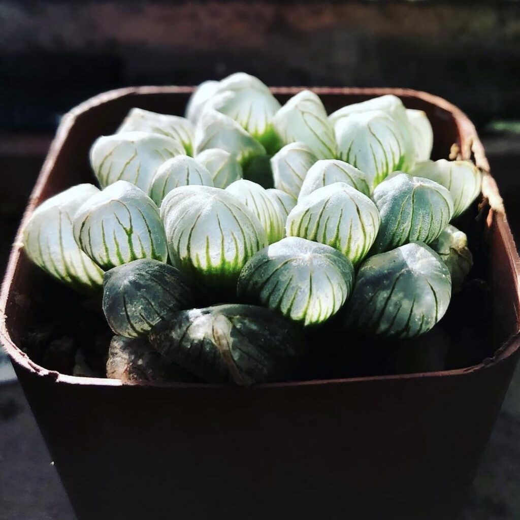 haworthia cooperi var. truncata