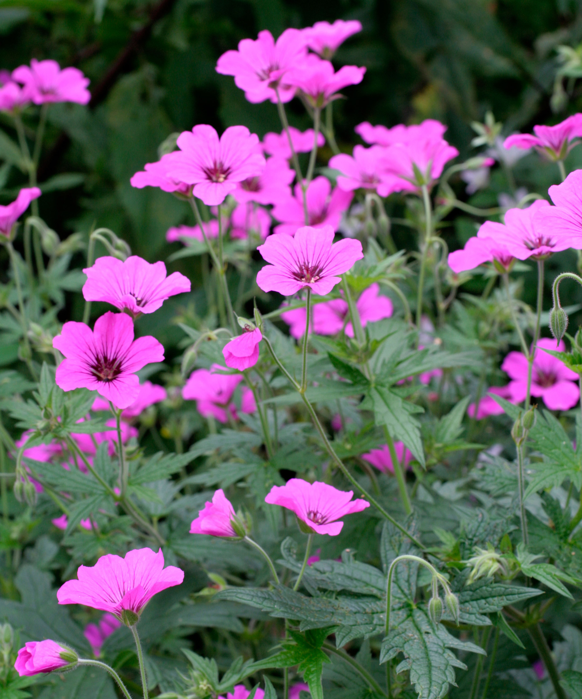 cranesbills Patricia flowering in partially shady garden