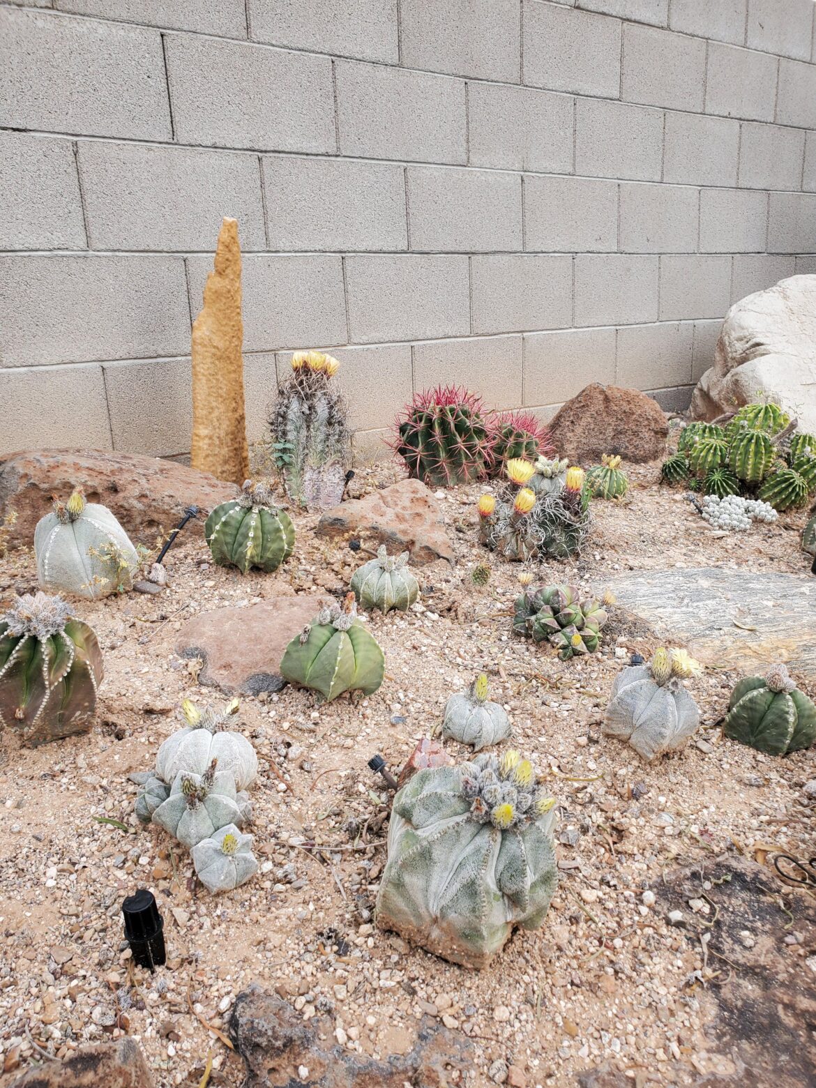 Astrophytum are blooming in my yard