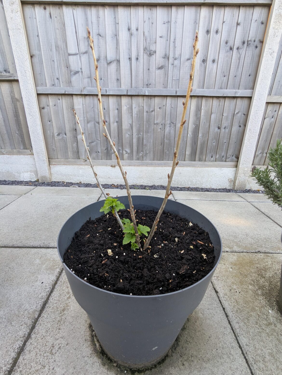 New gardener with one year old Ben Sarek blackcurrant plant - prune or not?