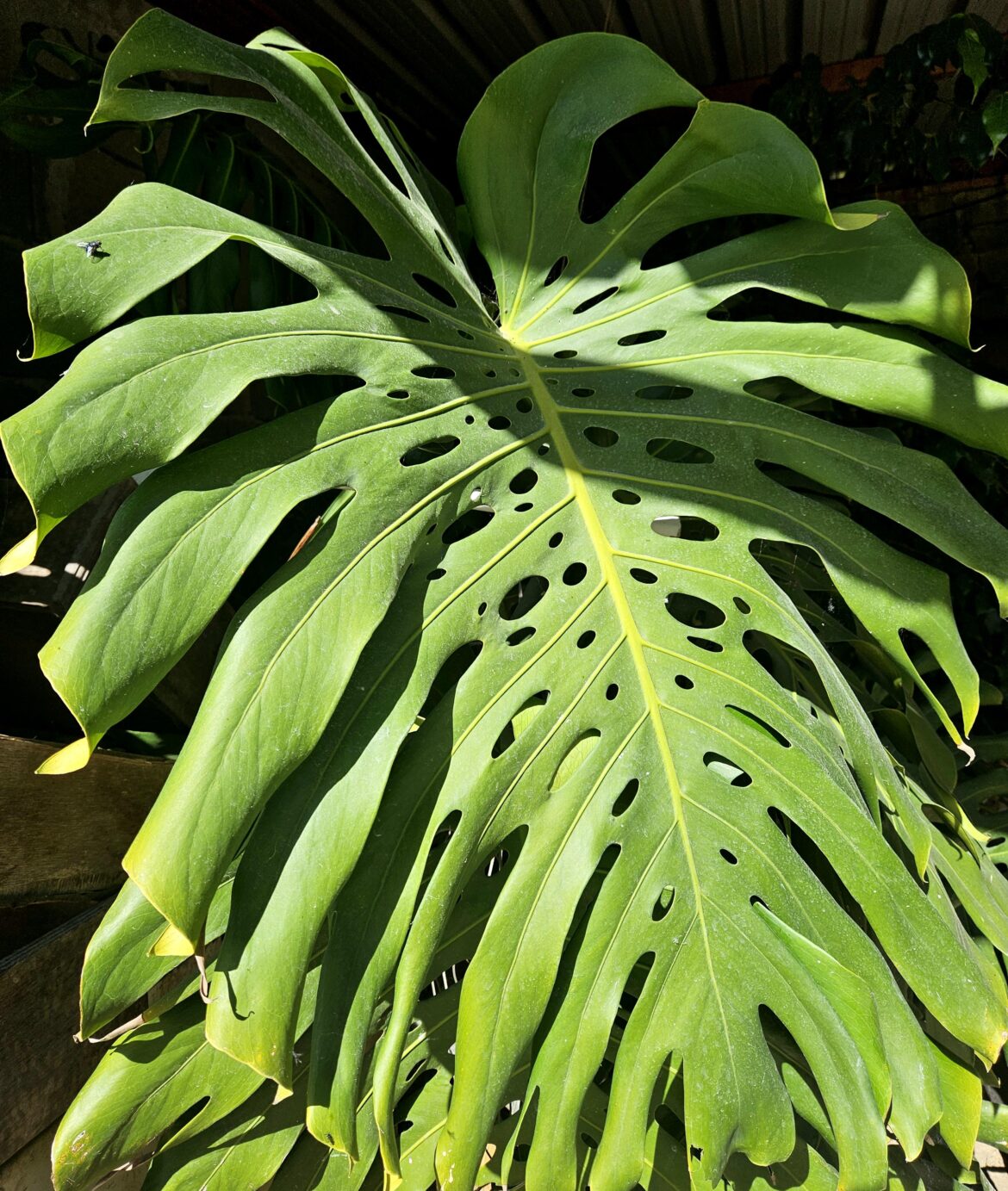 Absolute unit of a Monstera leaf at my mom’s. Fly for scale.