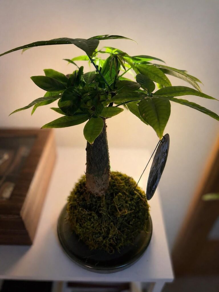 Money Tree Kokedama, 1 month of growth