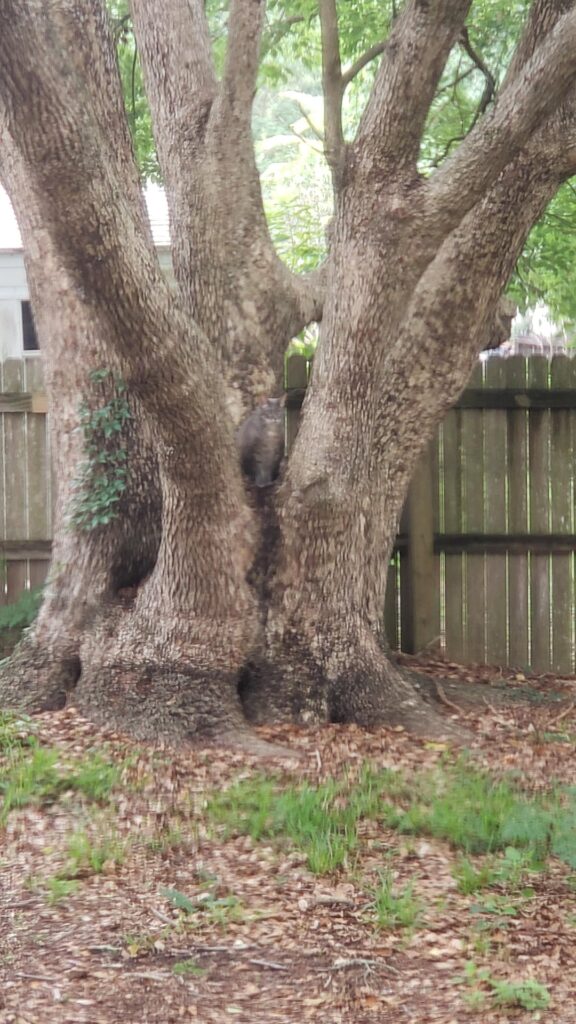 How old do you think this camphor tree is? How old do you think this camphor tree is?