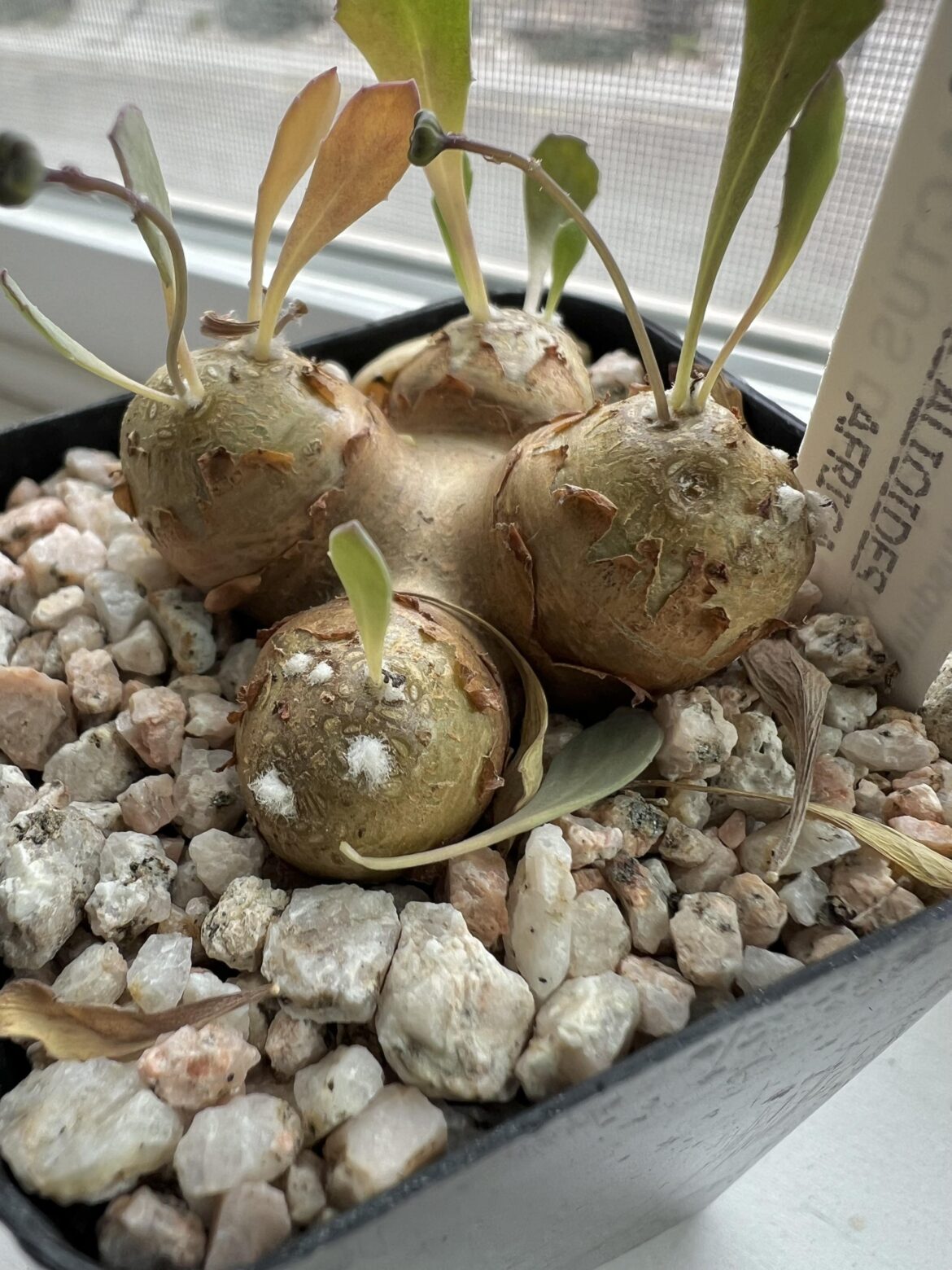 Othonna Cacalioides scale?