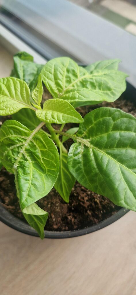 disease?
