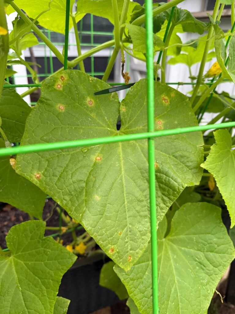 Leaf help?