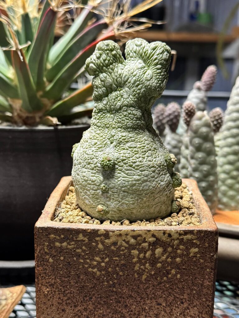 Is she cresty?