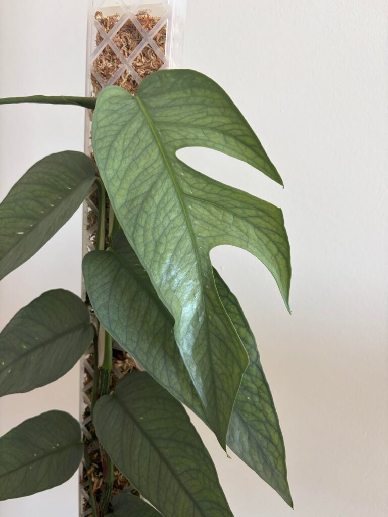 First split leaf!