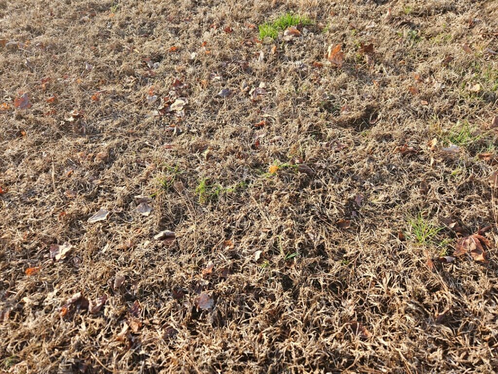 Grass Identification (Virginia 7B)