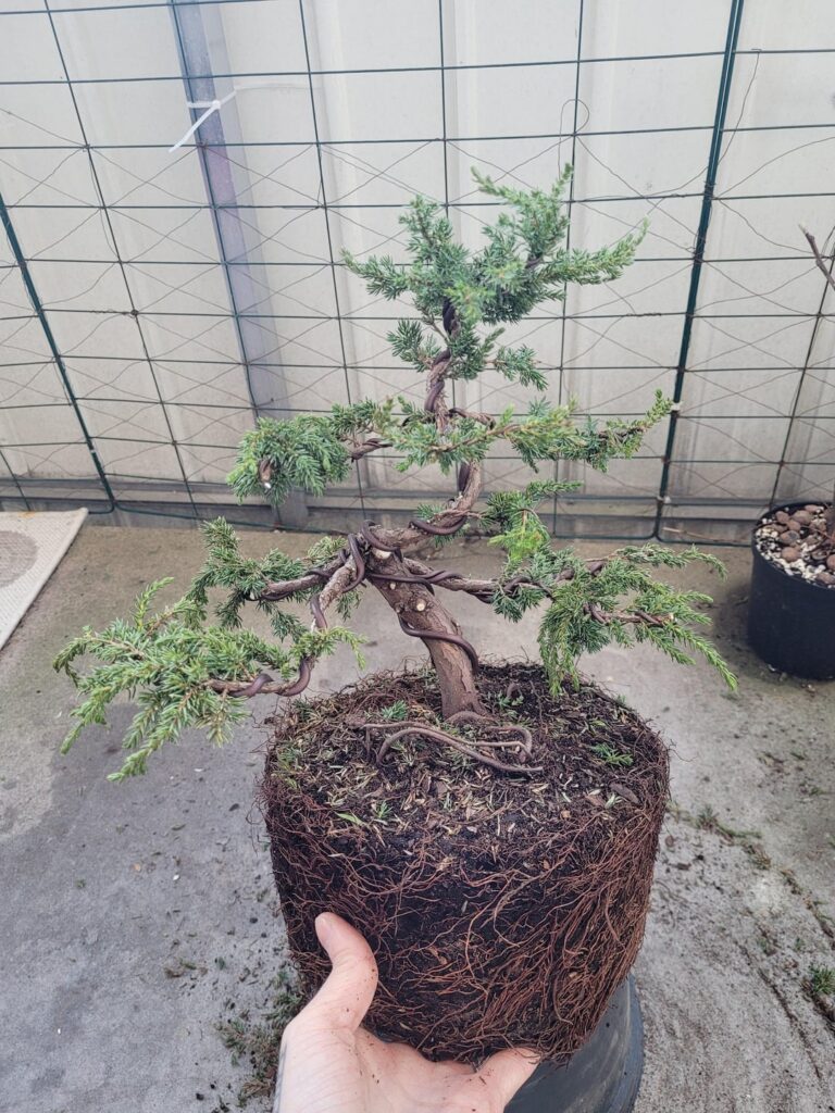 My first bonsai – Juniperus communis ‘green carpet’ My first bonsai - Juniperus communis 'green carpet'