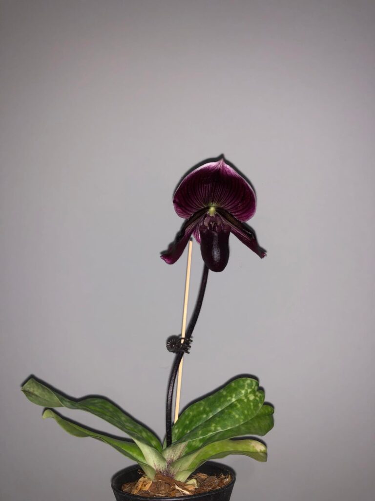 Paphiopedilum blooms