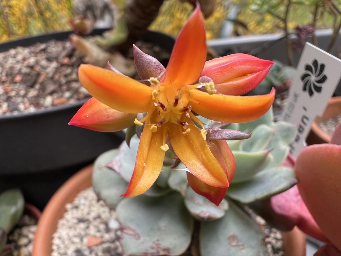 My Echeveria Van Breen has a crazily open flower