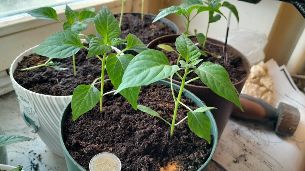 Are my 6week plants doing ok? Are my 6week plants doing ok?