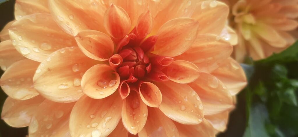 Do you recognize these orange flowers? 😊🏵️