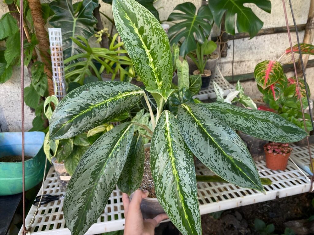 aglaonema electric lime is thriving!