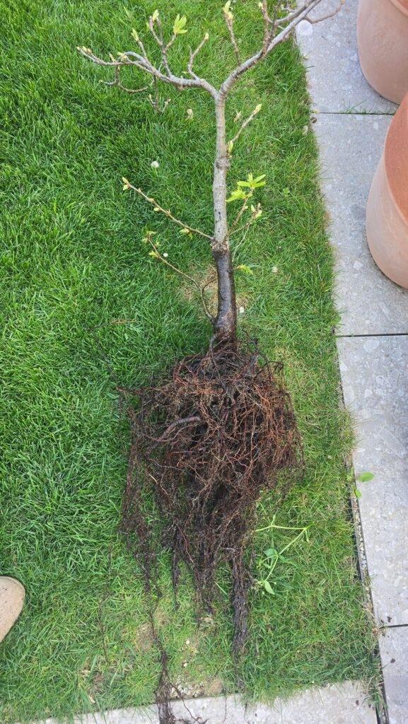I had this little chestnut tree sitting around for some years, i'm not exactly a bonsaist but i decided to give it a try